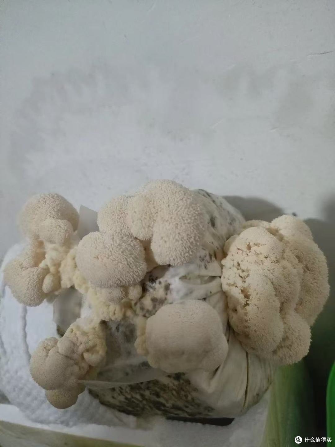 阳台种菜天花板✨实现金针菇自由也太简单了!
