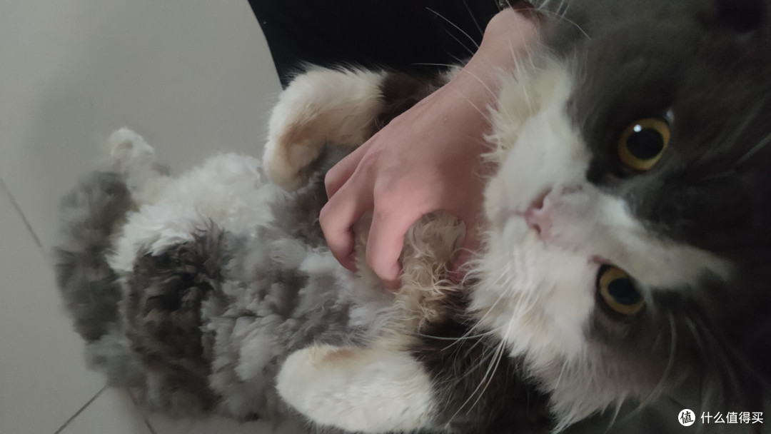 我家猫真的很会生活