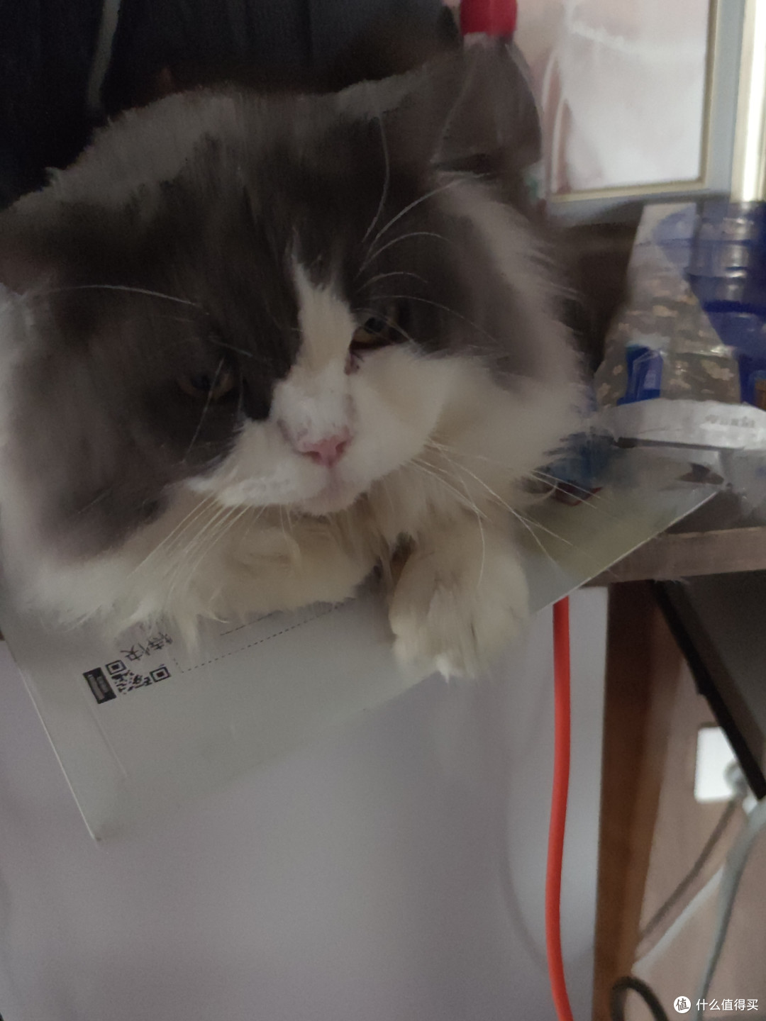 我家猫真的很会生活