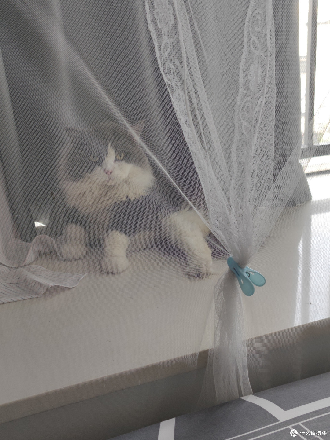 我家猫真的很会生活