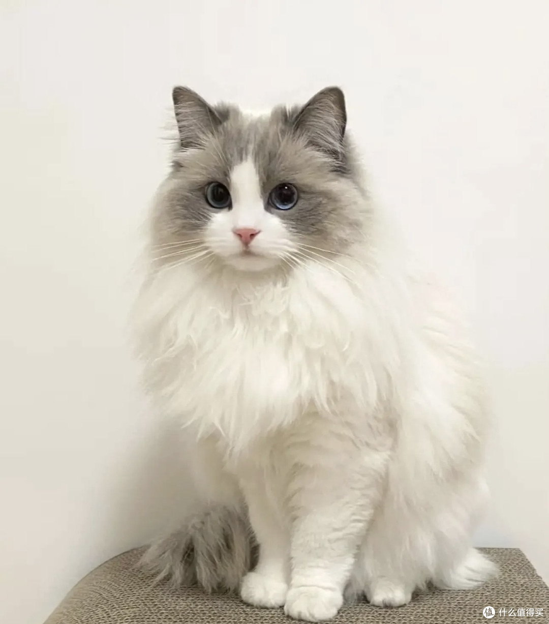 小猫咪