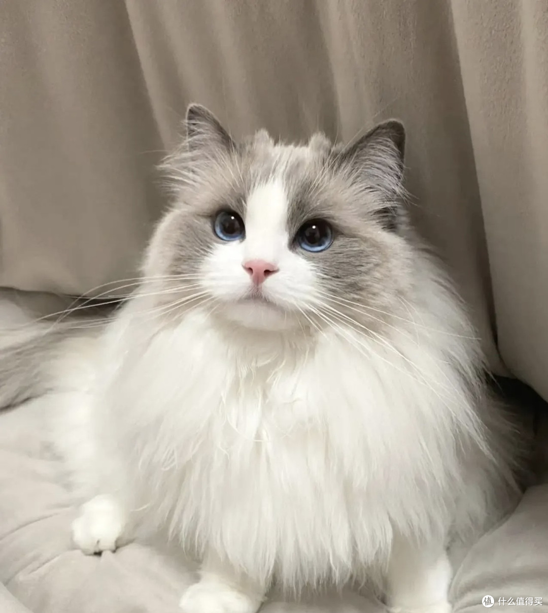 小猫咪