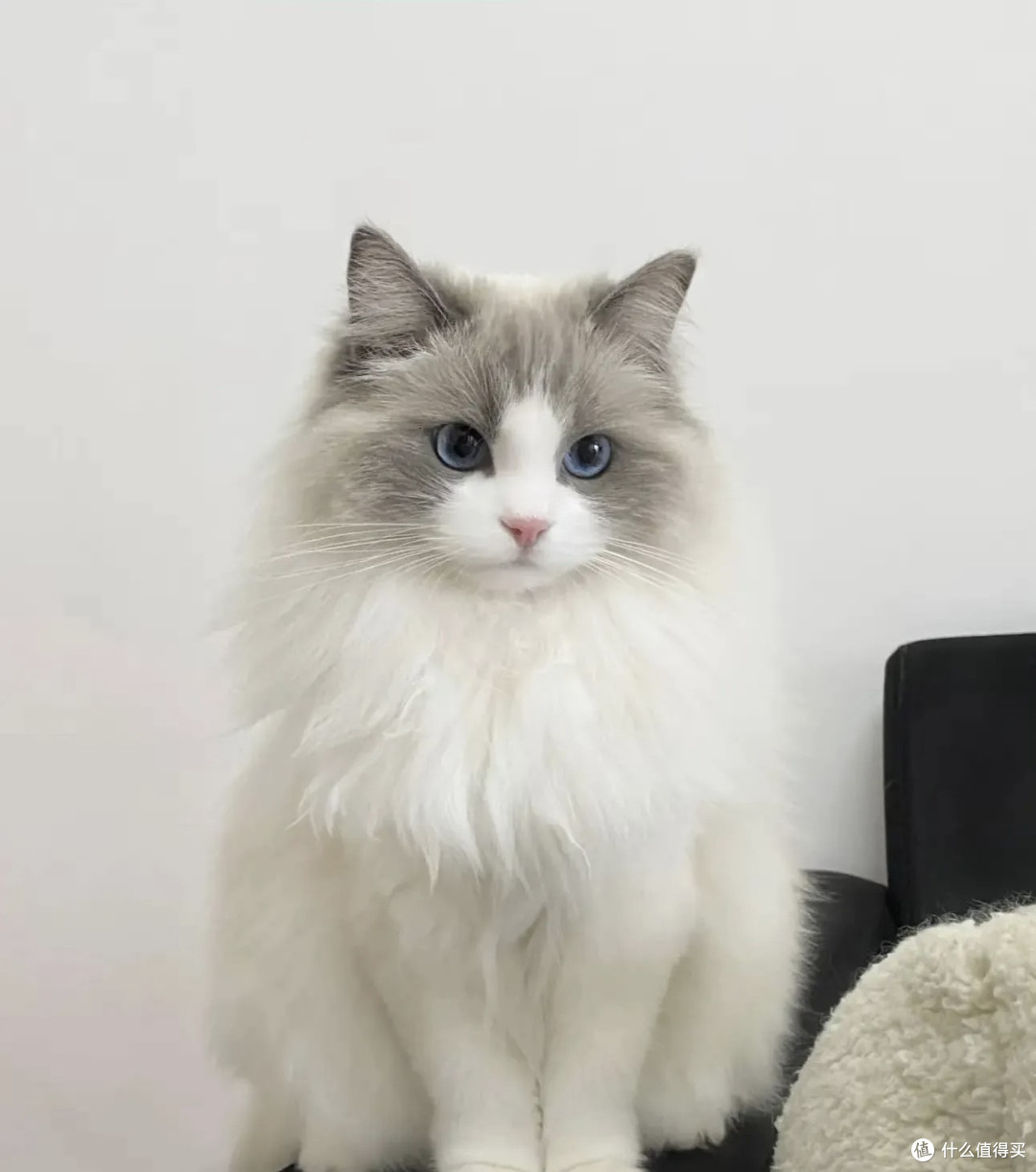 小猫咪