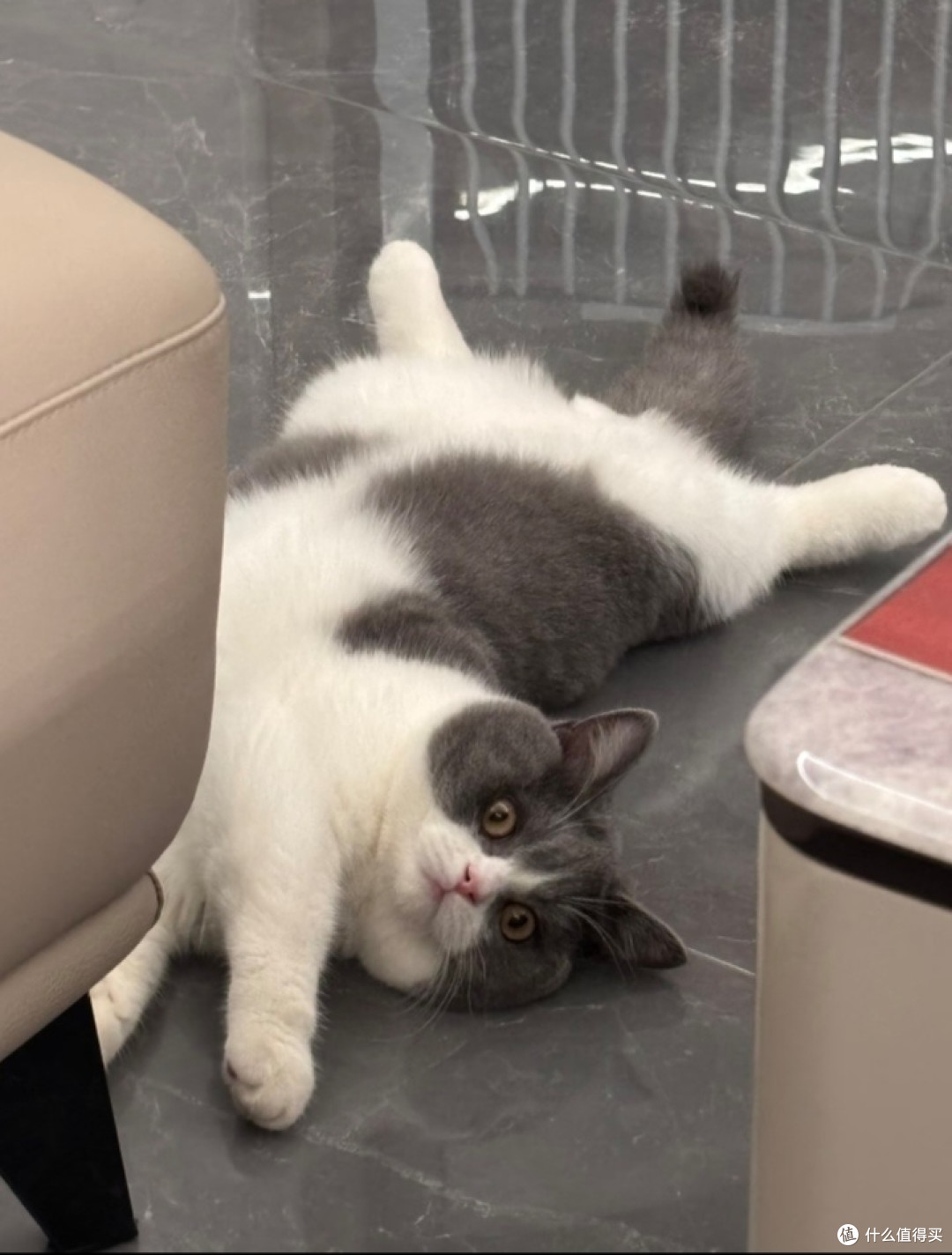 我家小猫的慵懒日常
