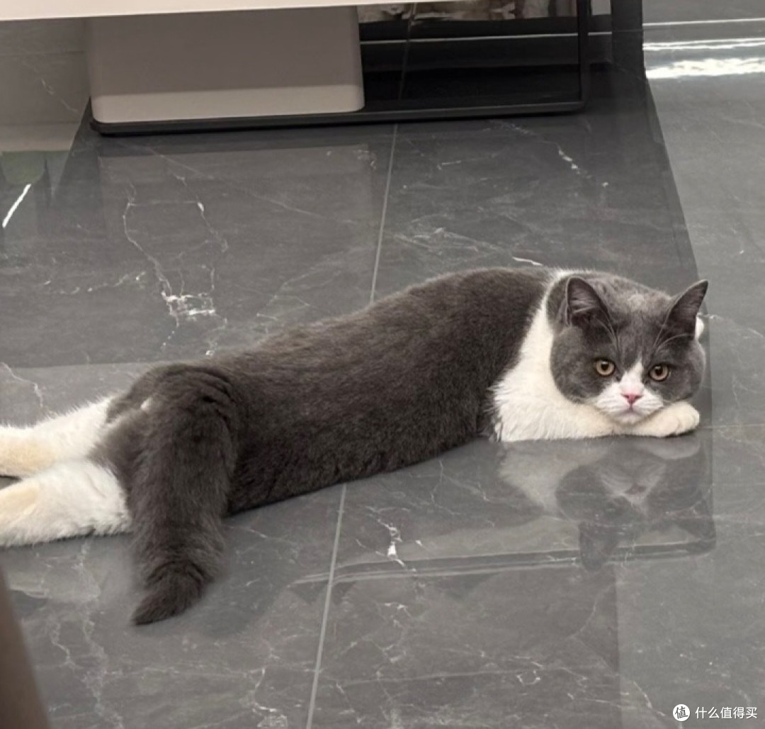 我家小猫的慵懒日常