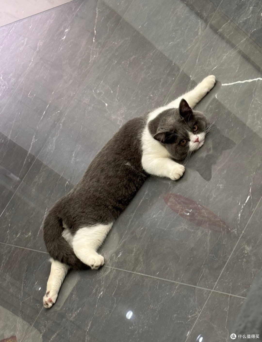 我家小猫的慵懒日常