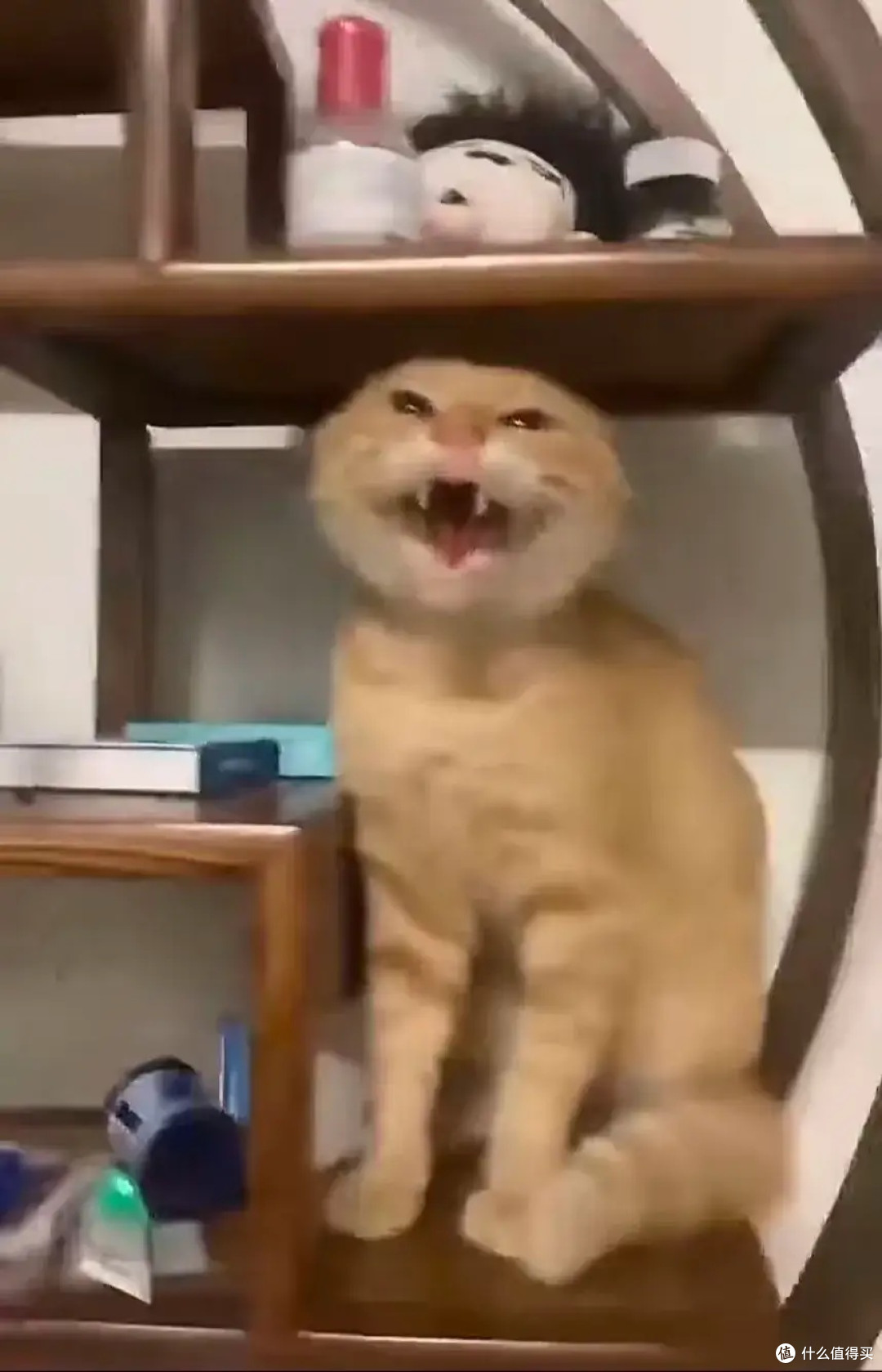 家有萌猫,平凡日常更温暖