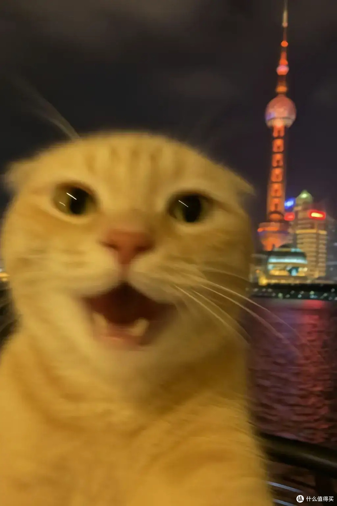 家有萌猫,平凡日常更温暖
