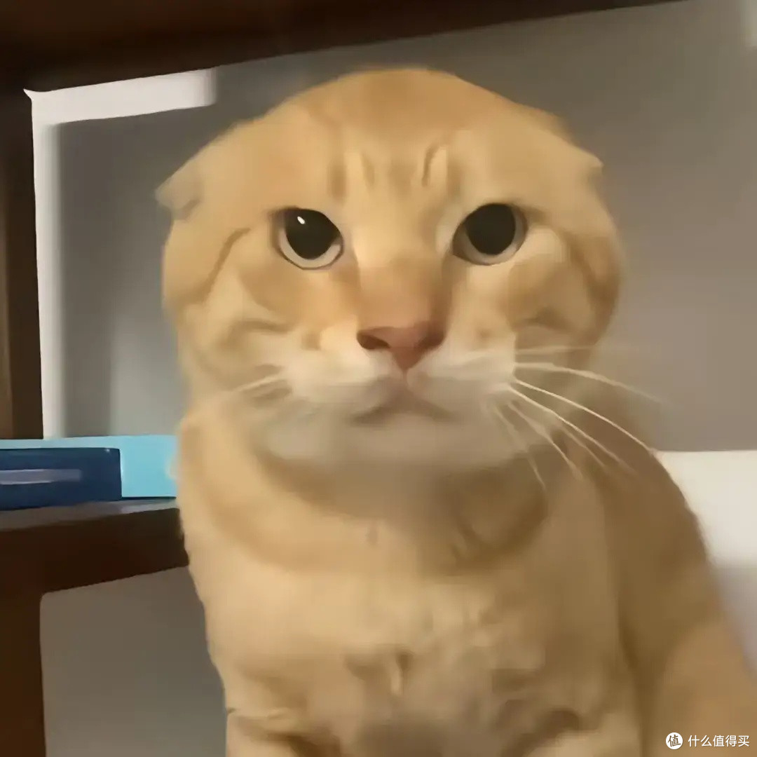 家有萌猫，平凡日常更温暖