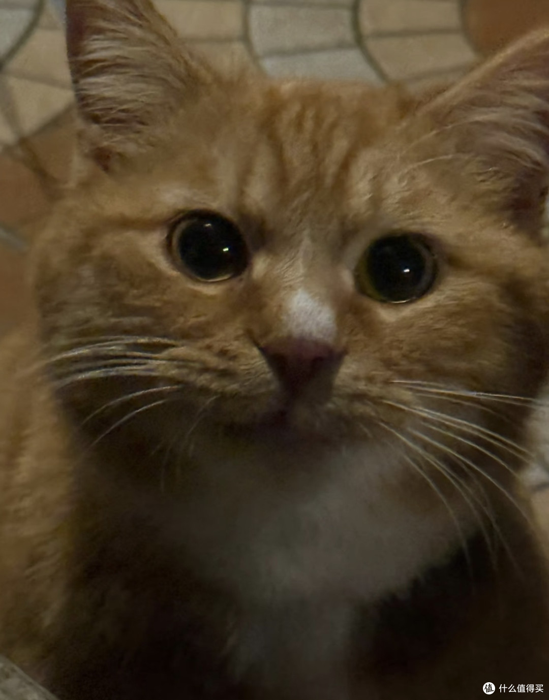 我家橘猫的精致小日常：晒太阳、挑零食、选睡姿
