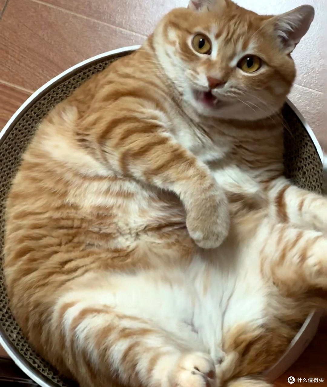 我家橘猫的精致小日常：晒太阳、挑零食、选睡姿
