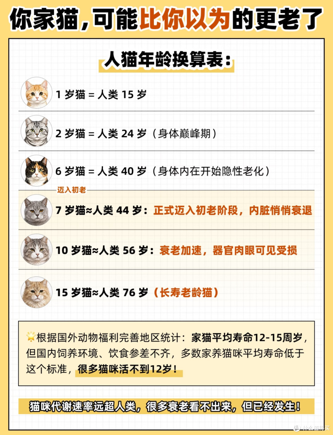 岁月不败小可爱!不同猫咪能陪你多久?猫咪的长寿秘籍来啦