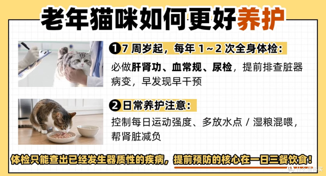 岁月不败小可爱!不同猫咪能陪你多久?猫咪的长寿秘籍来啦