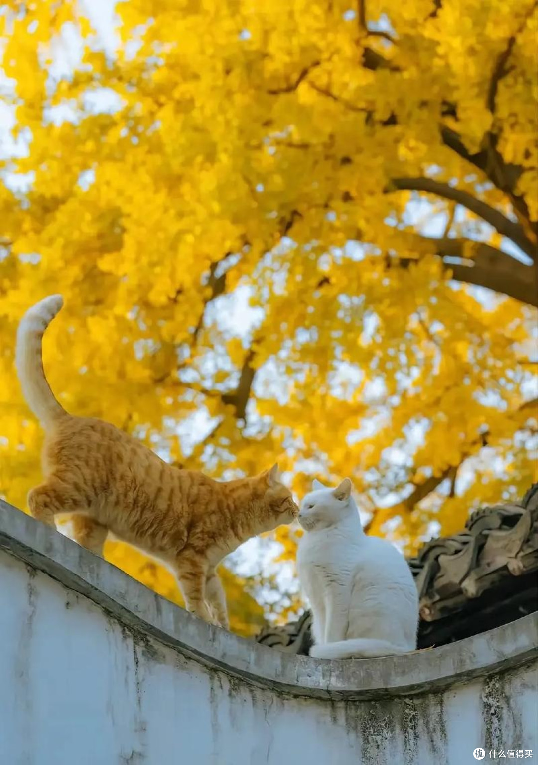养猫初体验·从手忙脚乱到相互治愈