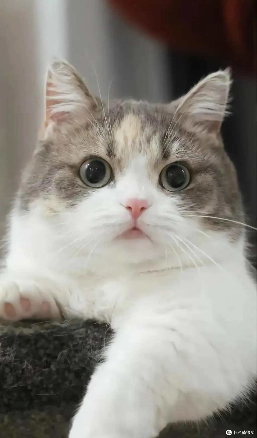 养猫初体验·从手忙脚乱到相互治愈