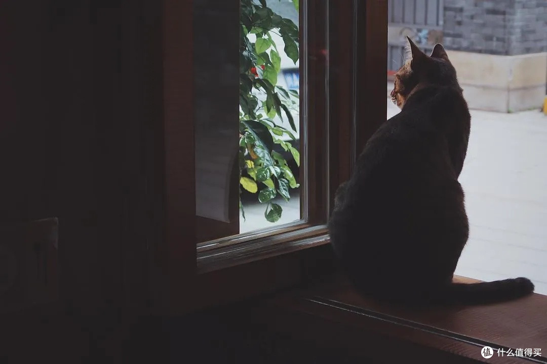 养猫初体验·从手忙脚乱到相互治愈