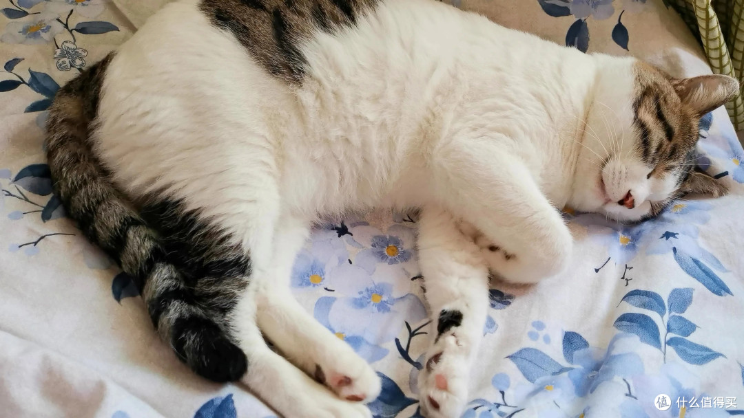 养猫初体验·从手忙脚乱到相互治愈