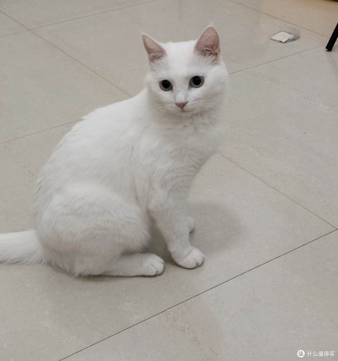 我家爱偷懒的小猫咪的精致日常:晒太阳、挑零食、选睡姿
