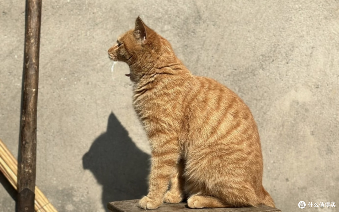我家爱偷懒的小猫咪的精致日常:晒太阳、挑零食、选睡姿