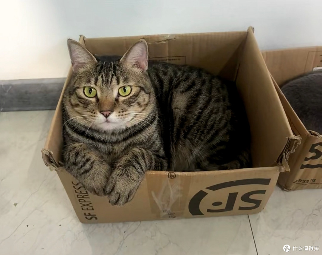 我家爱偷懒的小猫咪的精致日常:晒太阳、挑零食、选睡姿