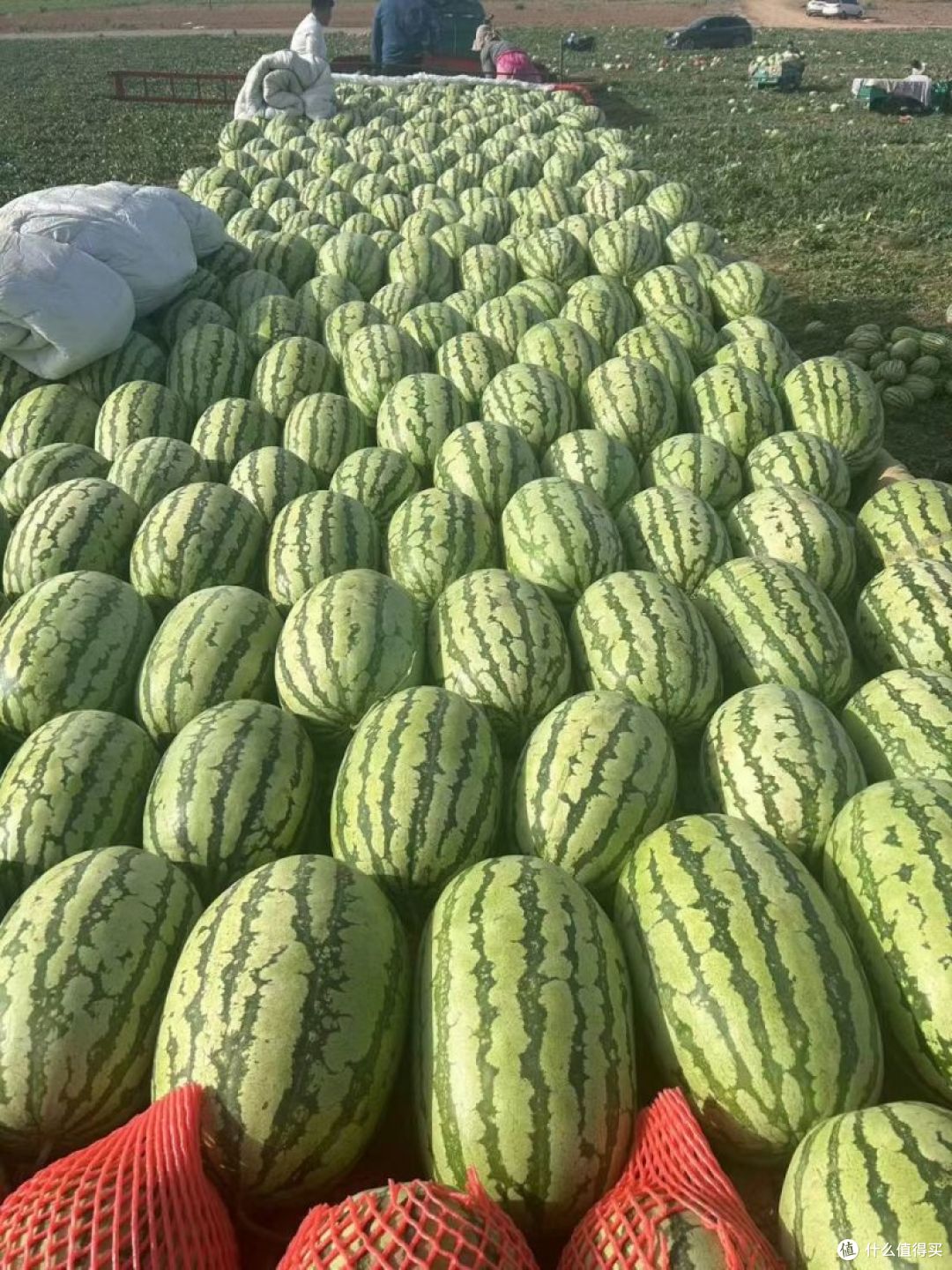 全国哪的“西瓜”最好吃?经过评选,这10个地方上榜,有你家乡吗