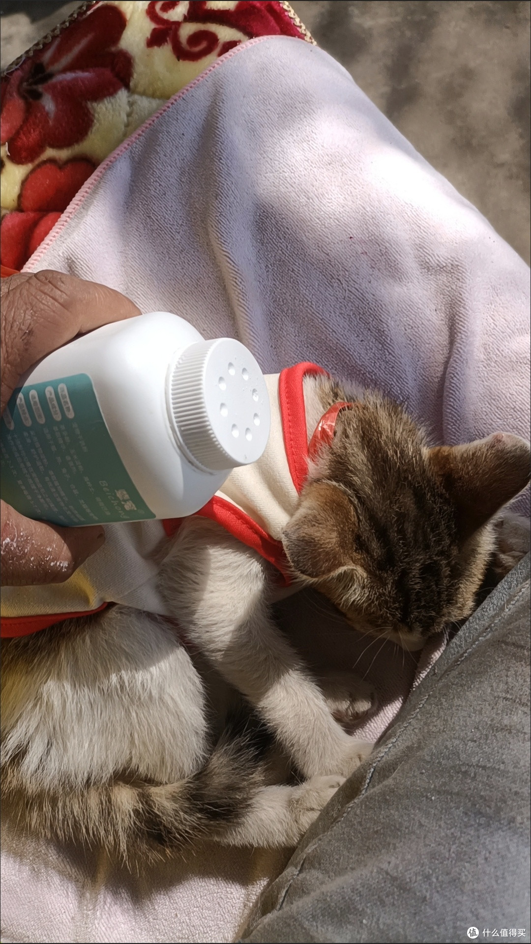 猫咪干洗粉：温和抑菌清洁