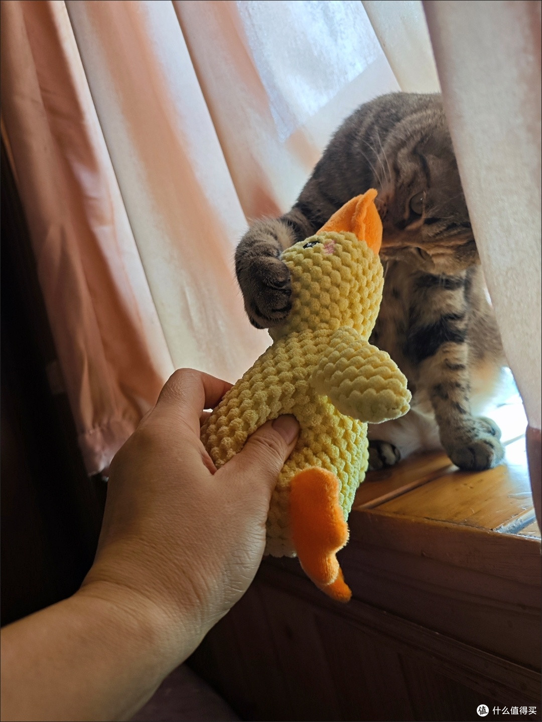 盛夏宠物降温玩具测评