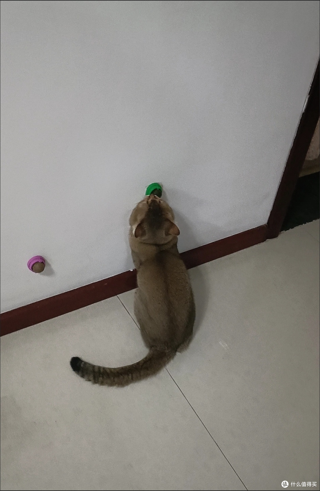 养猫三年总结:实用好物推荐