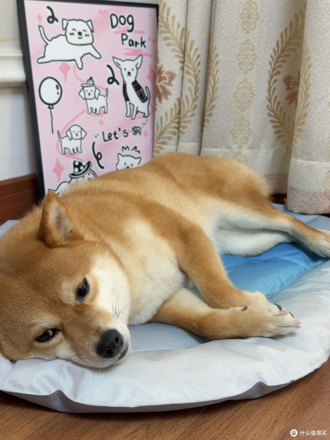 宠物夏日消暑实用方案