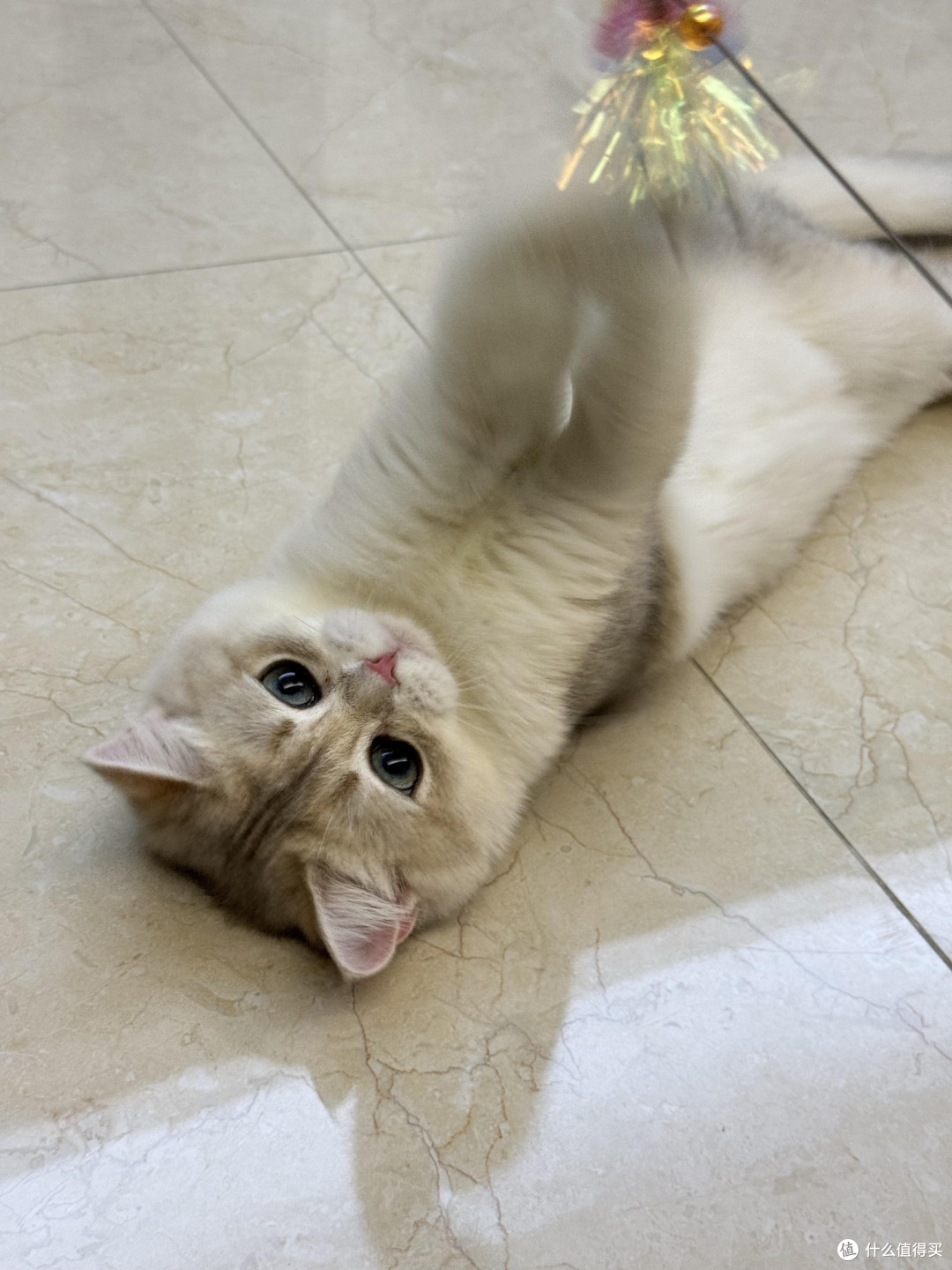 精细化养猫：专属餐具与定制玩具