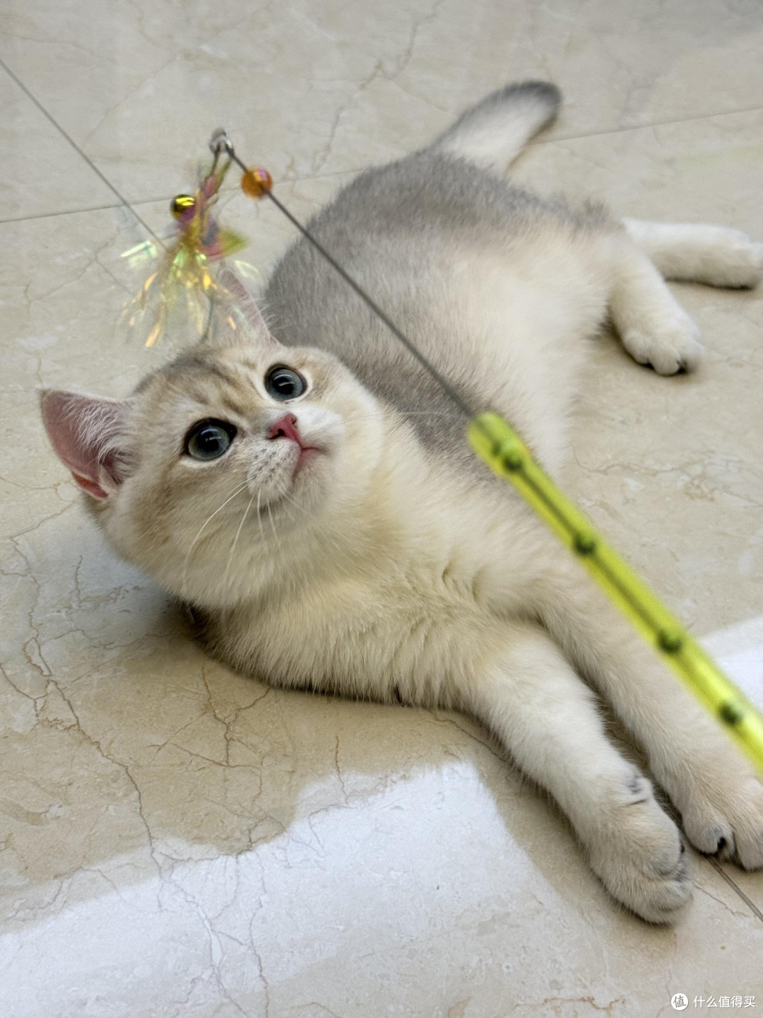 精细化养猫：专属餐具与定制玩具