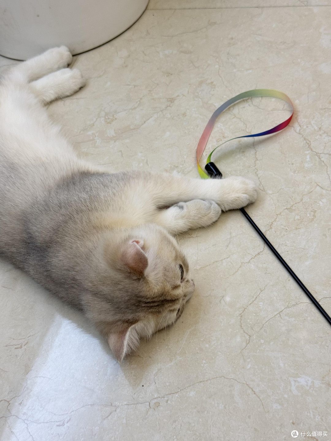 精细化养猫：专属餐具与定制玩具