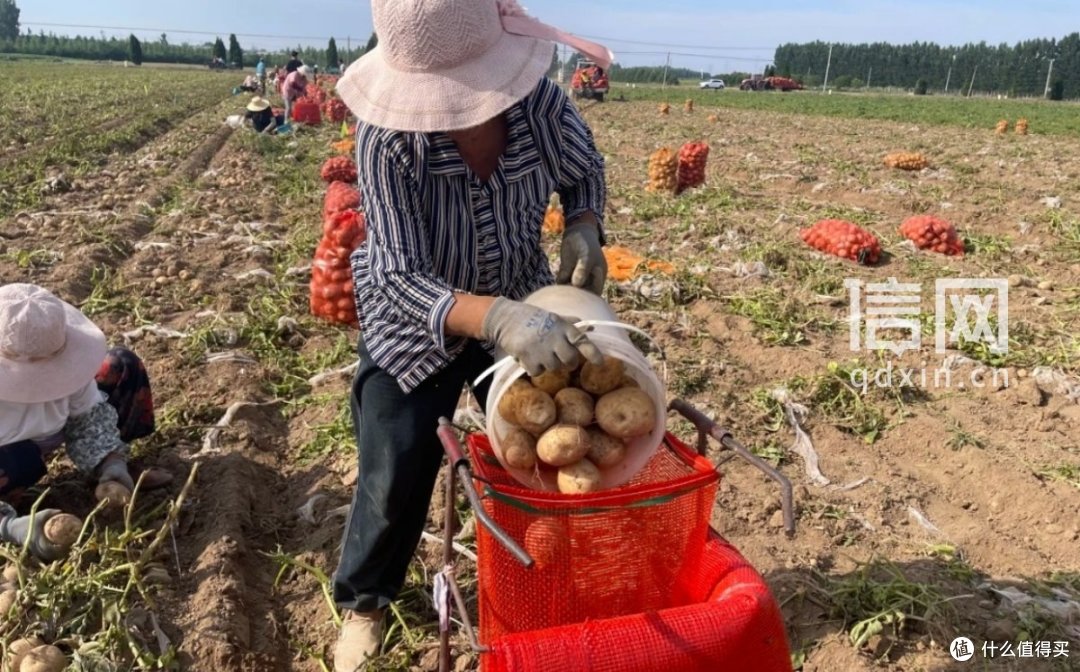 万亩薯田迎丰收 青岛西海岸新区胶河马铃薯丰产富民助振兴