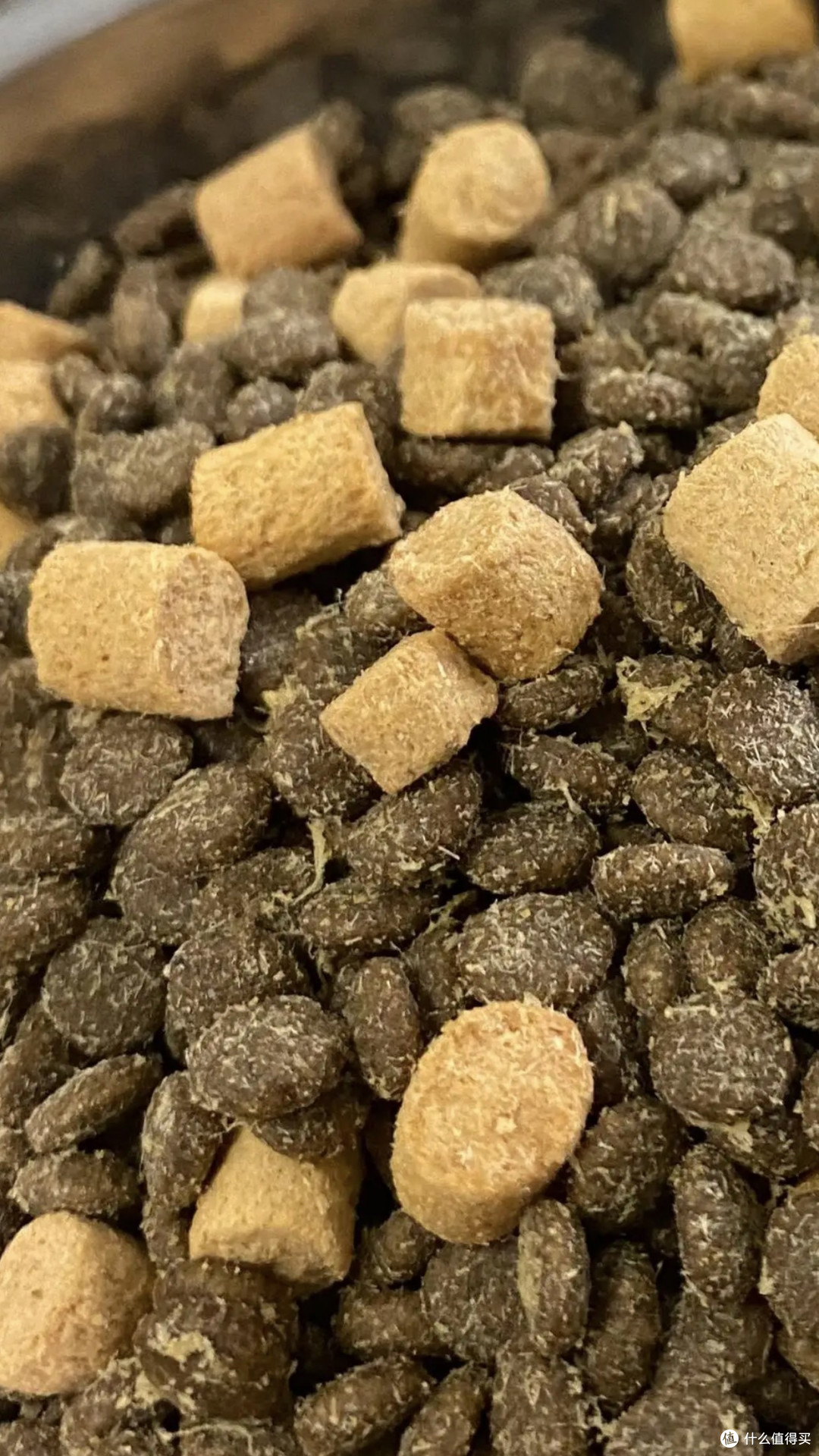 大橘：一只讲究生活的橘猫