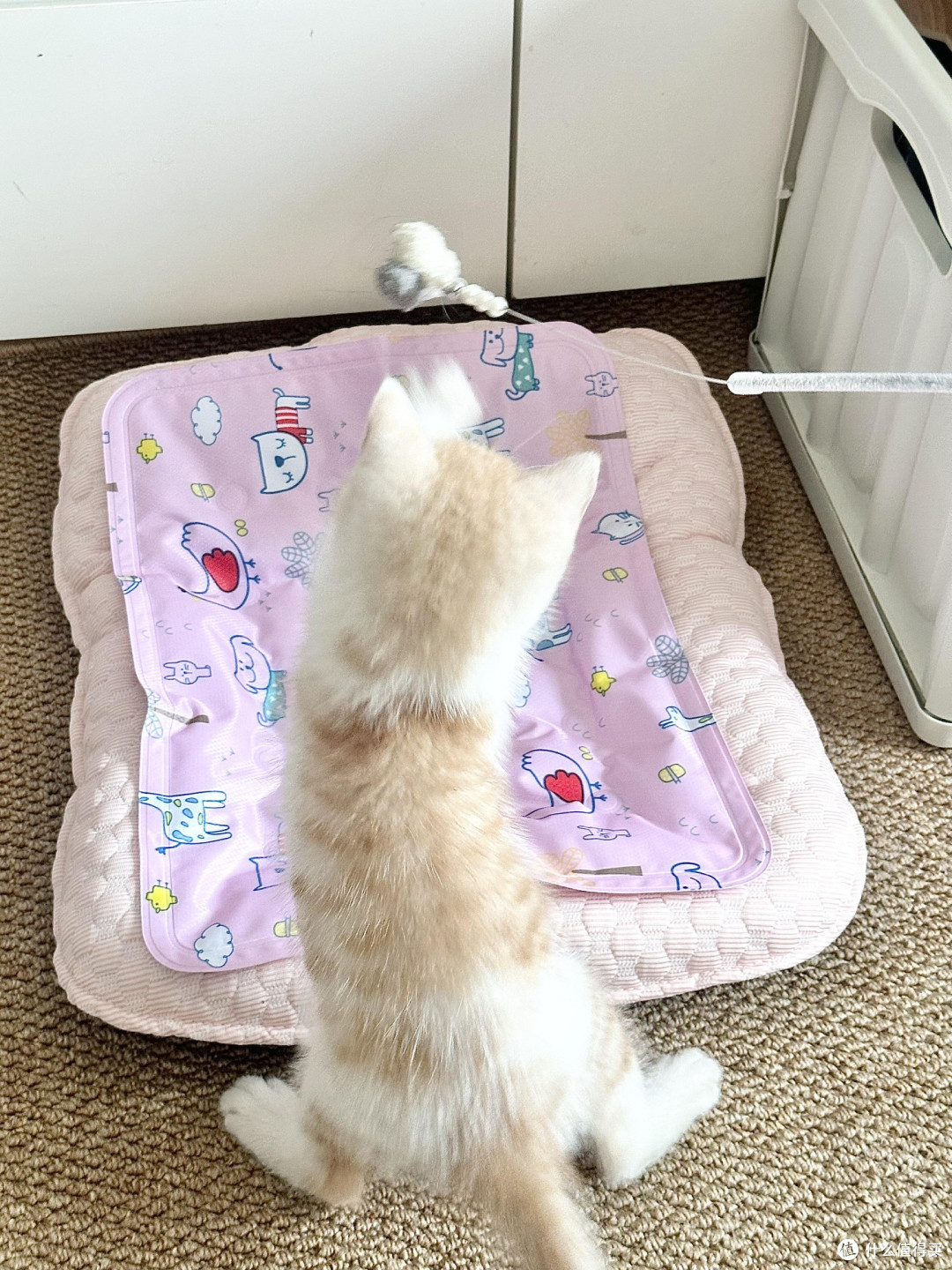 精细化养猫：专属餐具与科学作息