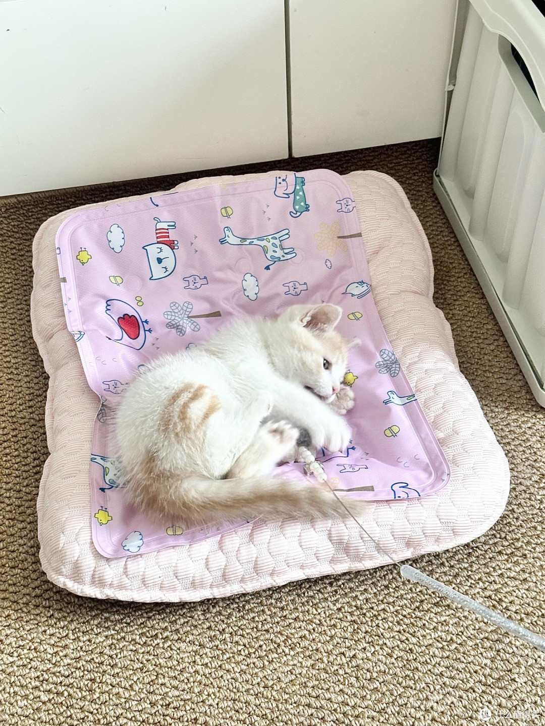 精细化养猫：专属餐具与科学作息