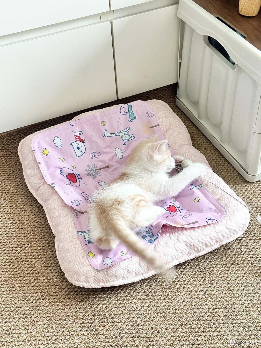 精细化养猫：专属餐具与科学作息