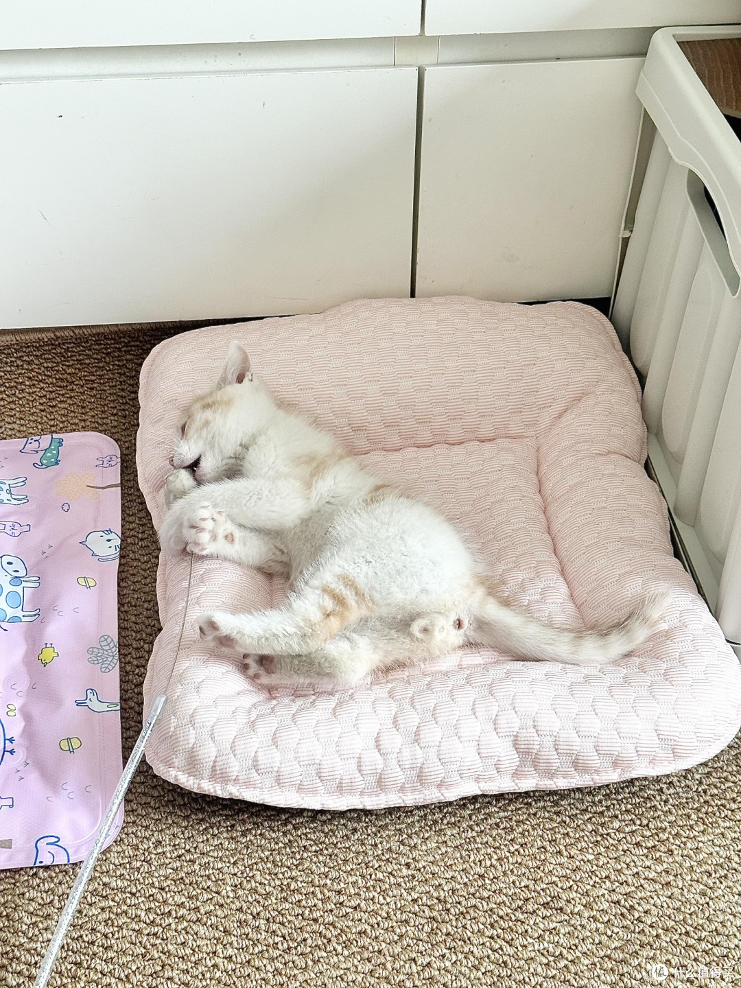 精细化养猫：专属餐具与科学作息
