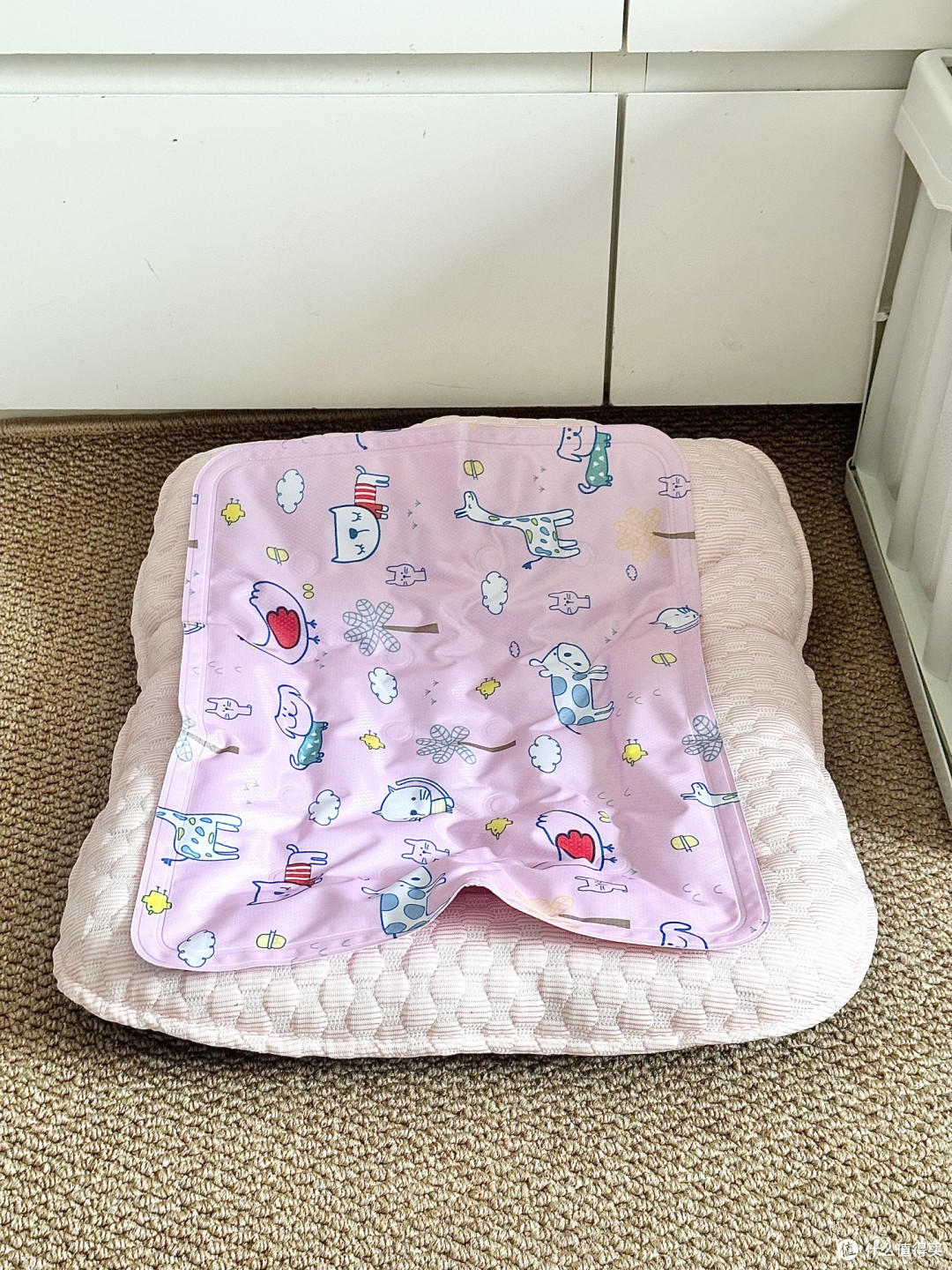 精细化养猫：专属餐具与科学作息