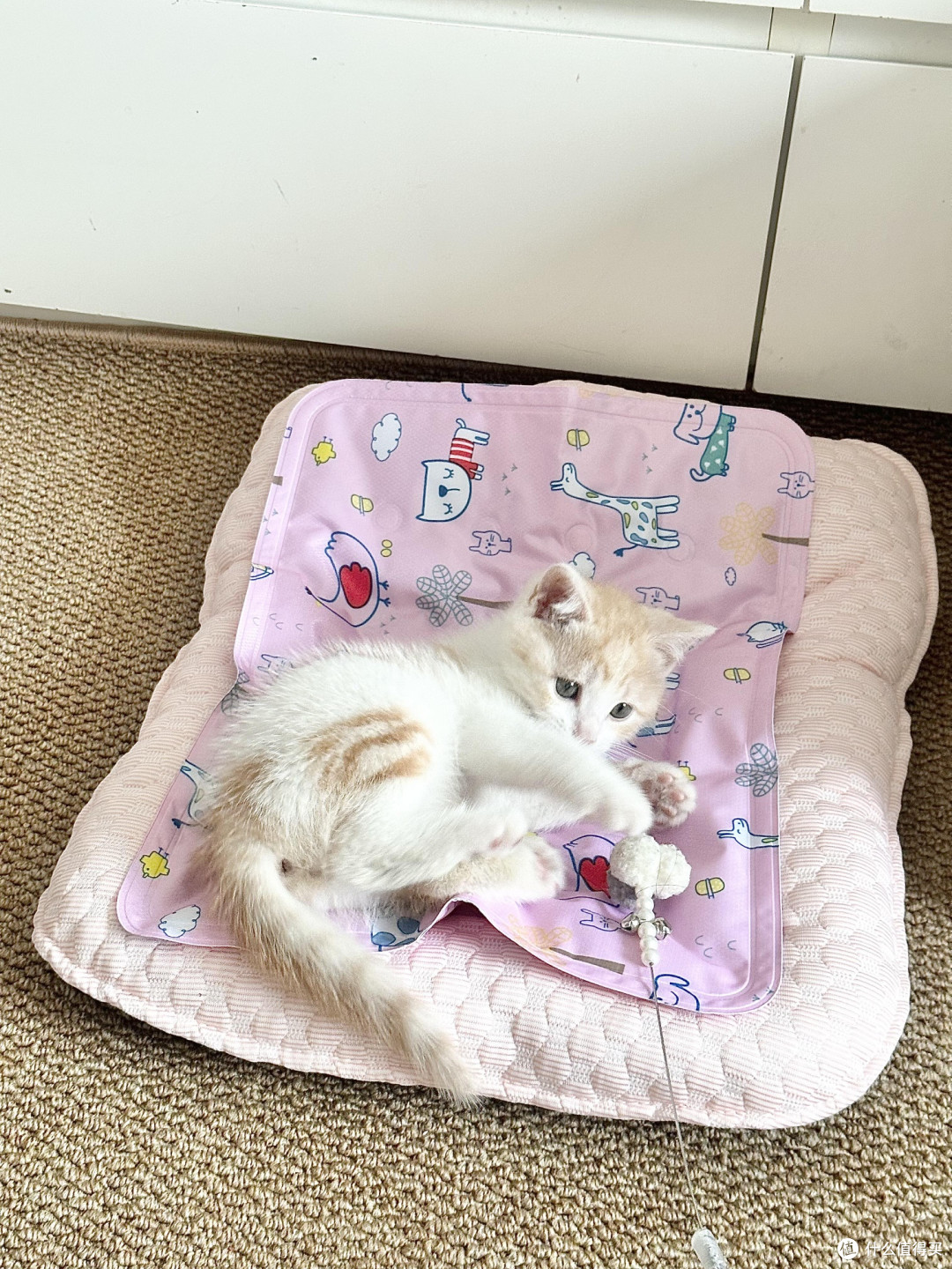 精细化养猫：专属餐具与科学作息