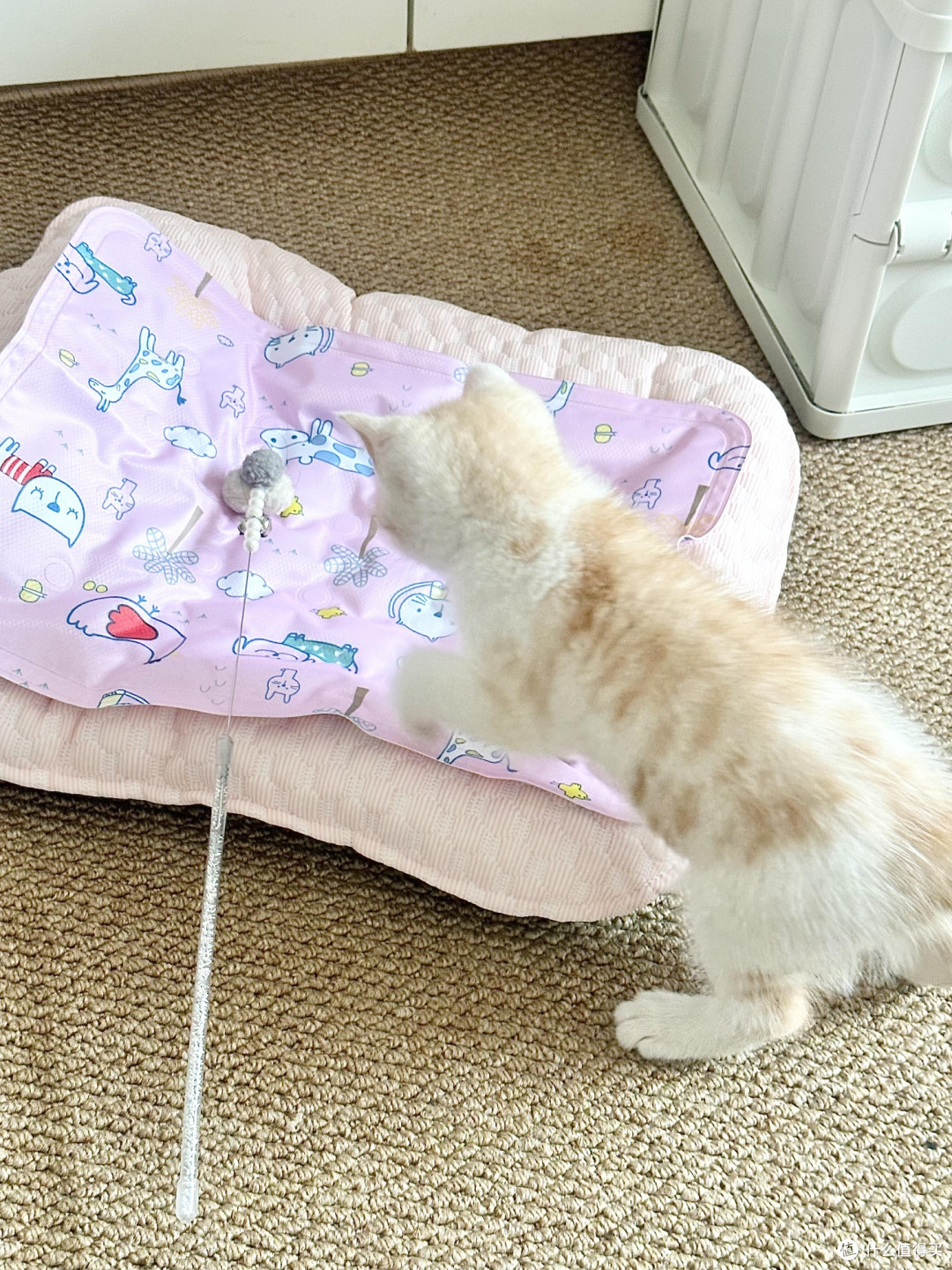 专属餐具守护猫咪健康