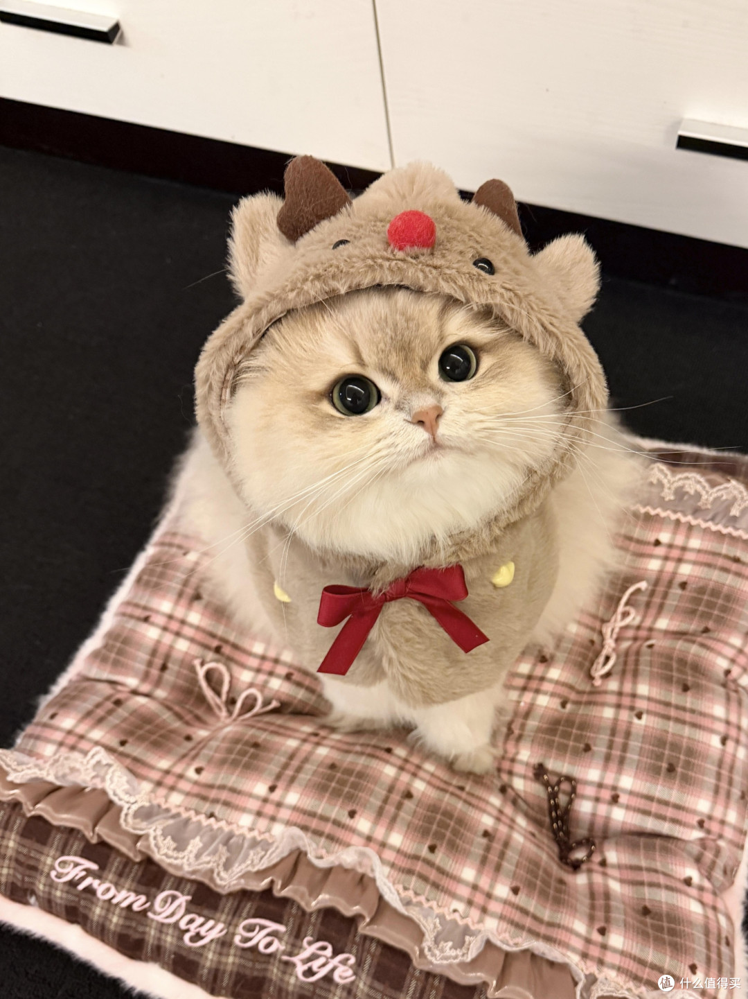精细化养猫:从饮食到作息的全面管理