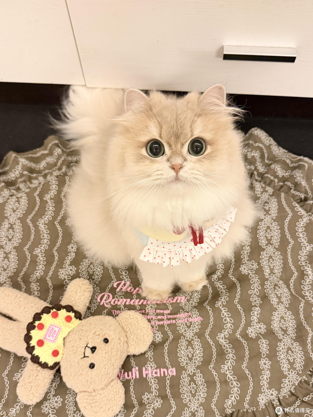 精细化养猫:从饮食到作息的全面管理