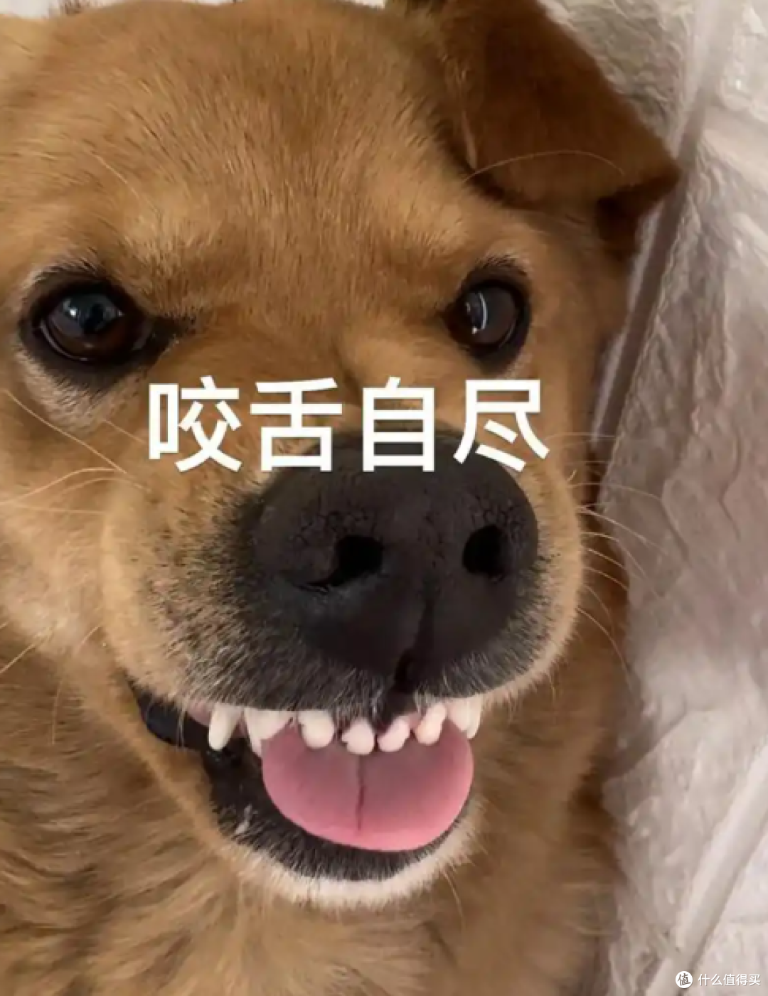 “咬舌自尽”,真的会死人吗?