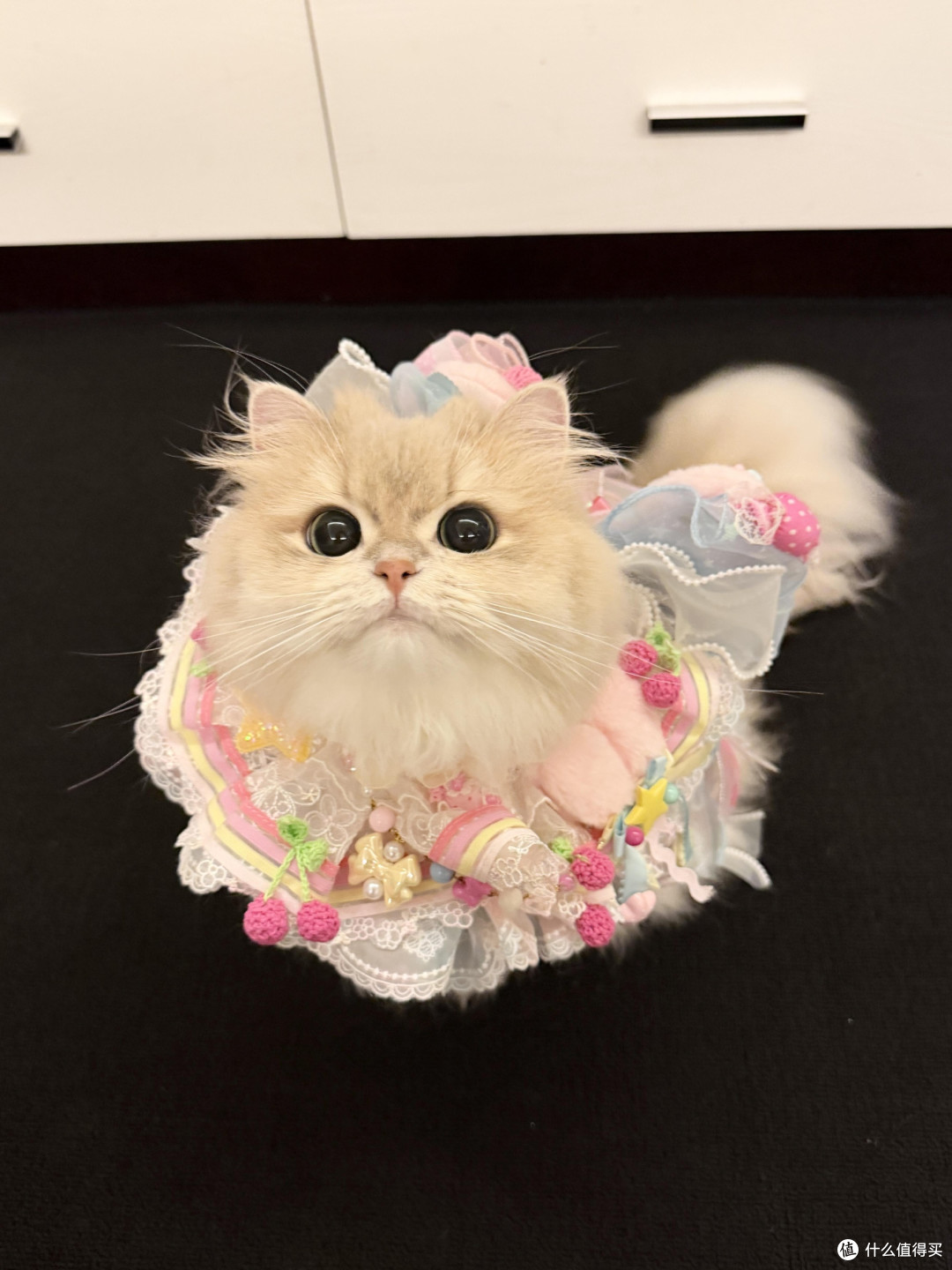 专属餐具守护猫咪健康