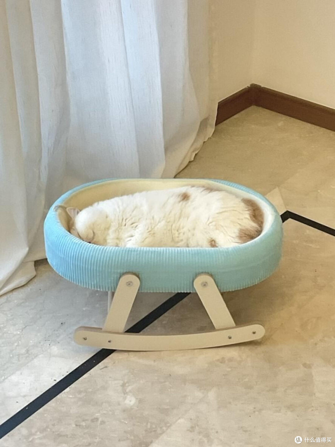 精细化养猫:专属餐具、玩具与作息