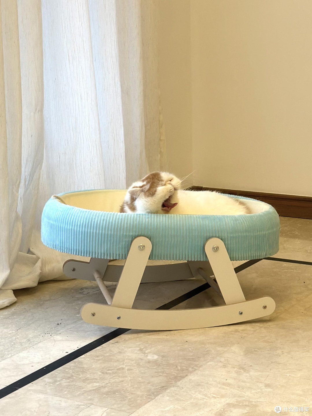 精细化养猫:专属餐具、玩具与作息