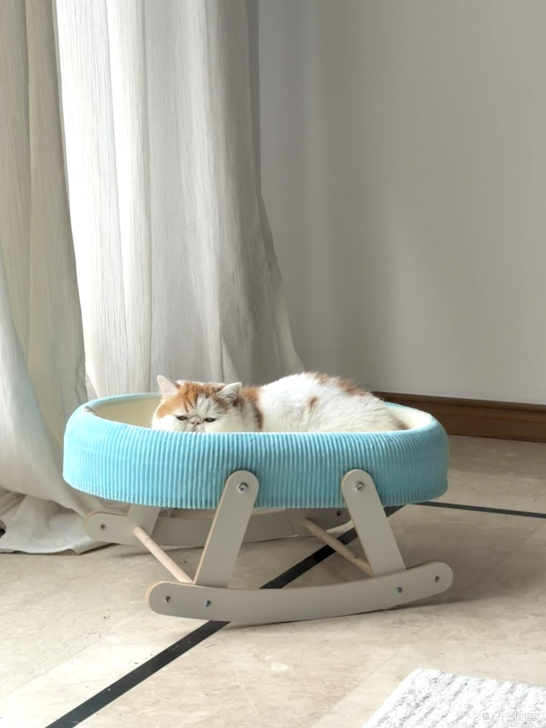 精细化养猫:专属餐具、玩具与作息