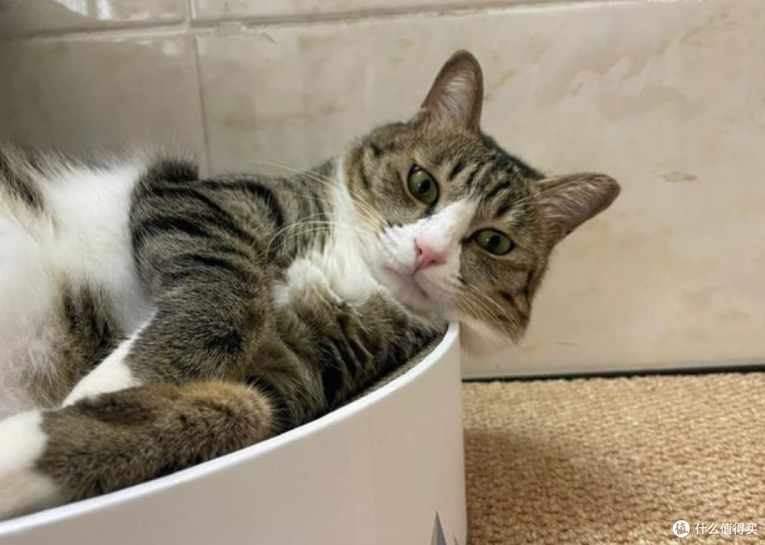 我家猫真的很会生活，活得比人松弛太多