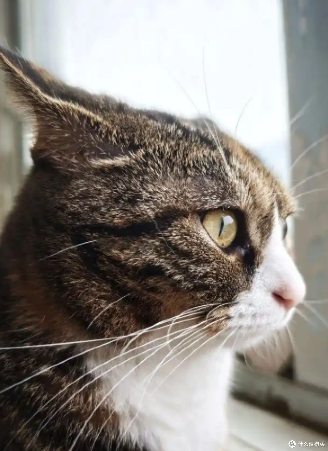 我家猫太懂过日子了,比普通人更会享受生活